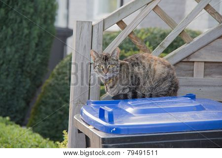 Cat sitting on a trashbin