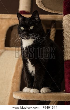 Beautifull cat on scratching post