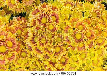Autumn Bright Colored Chrysanthemum Flowers As Background