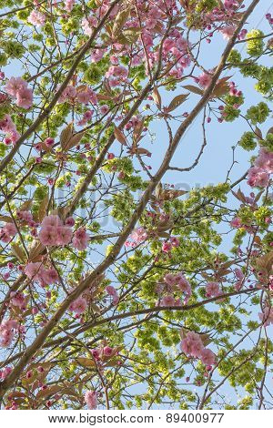 Flowering Cherry Tree Branches Against Sky