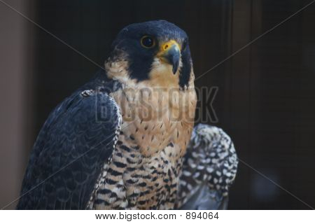 เหยี่ยว Peregrine 2