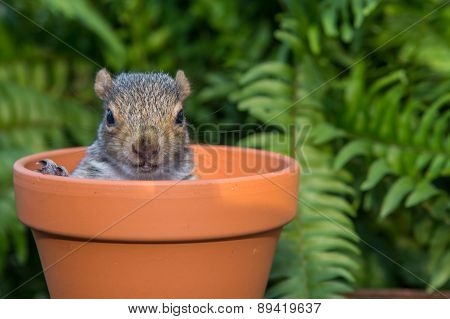 Baby Gray Squirrel