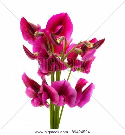 Flora Of Gran Canaria