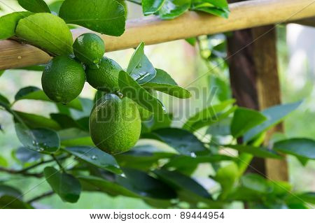 Lime Trees.
