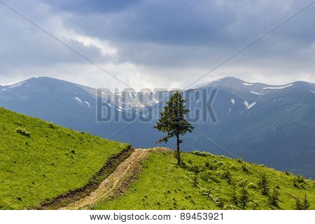 Carpathian Landscape With A Lone Tree