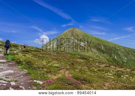 The Trail To Mount Goverla Among Rhododendrons