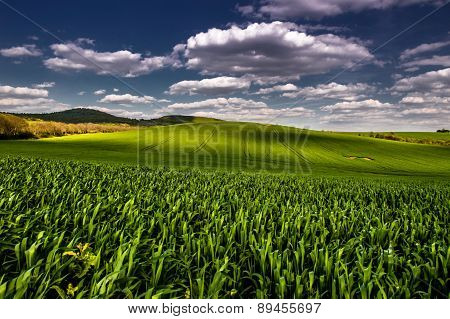 Spring fields
