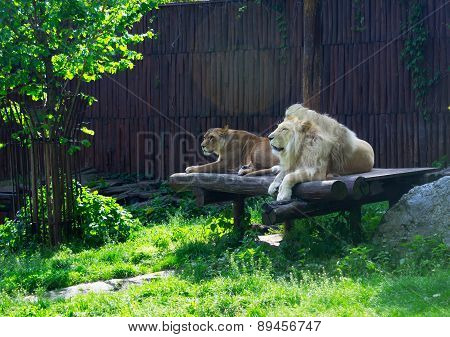 animal lion