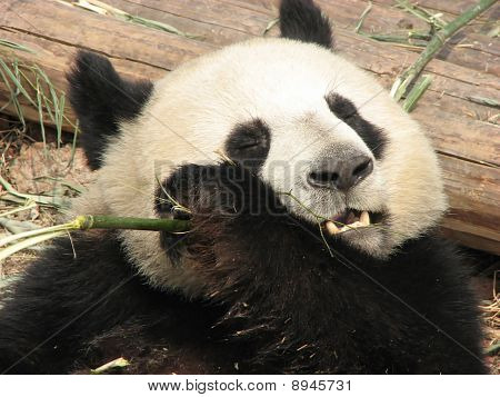 Panda je snídaně