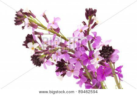 Erysimum Albescens