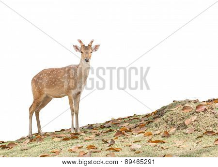 Chital
