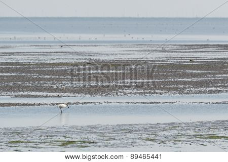 spoonbill searching for food in wadden sea