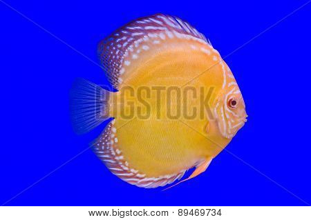Pompadour Fish On Blue Background