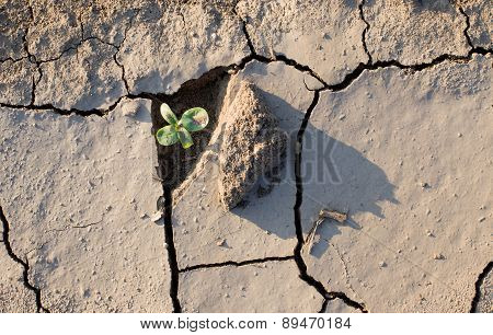 Young Plant In Dried Soil