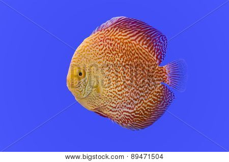 Pompadour Fish On Blue Background