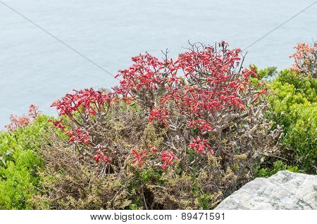 Flowers Of A Botterboom Or Butter Tree