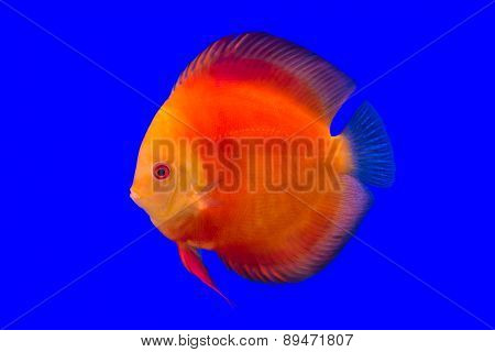 Pompadour Fish On Blue Background