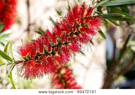 Red Tropical Mediterranean Flower - Callistemon