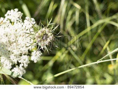 Oxythyrea Funesta