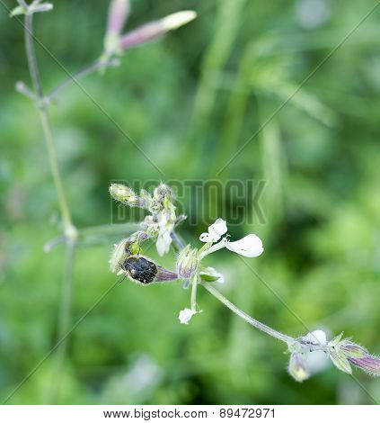 Oxythyrea Funesta