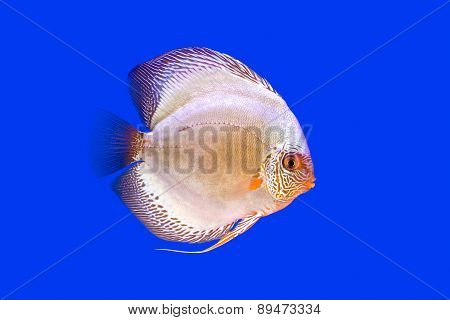 Pompadour Fish On Blue Background