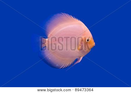 Pompadour Fish On Blue Background