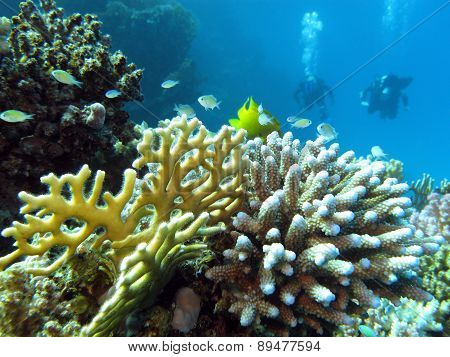 coral reef and divers at the bottom of tropical sea