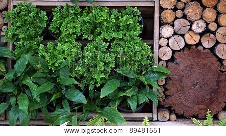 Vertical Green And Wood Garden Landscape And Design