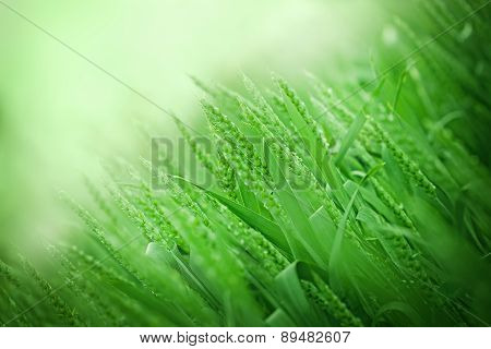 Unripe wheat