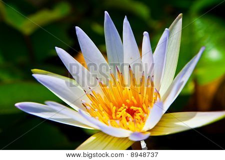 lotus in the pond