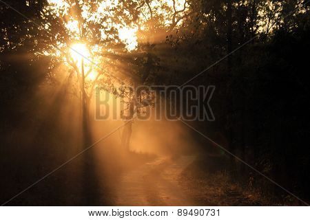 Kanha National Park