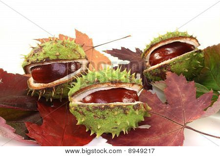 Kastanien am Herbstlaub