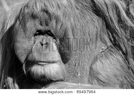 The orangutans