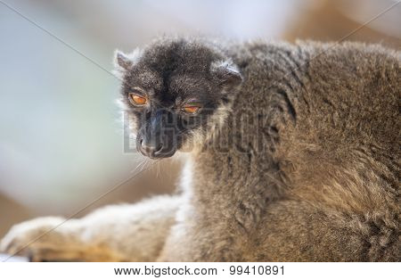 Common Brown Lemur Half-asleep