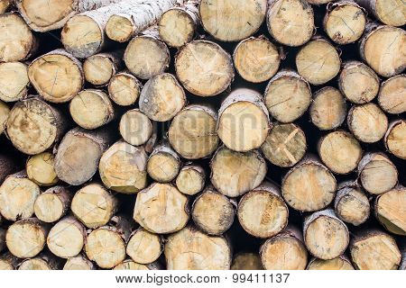 Trunks Cutted