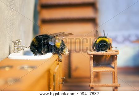 Scenes From The Life Of Bumblebee Family.