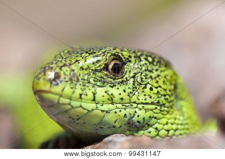 Sand Lizard (lacerta Agilis) Male Close Up