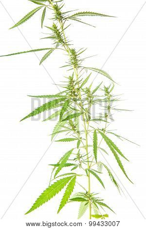 Bush Cannabis Isolated On White Background