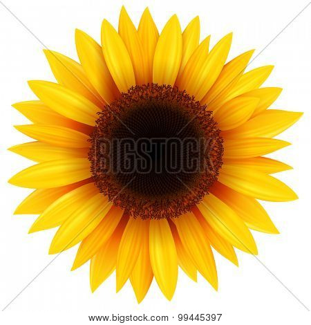 Sunflower isolated, vector illustration.