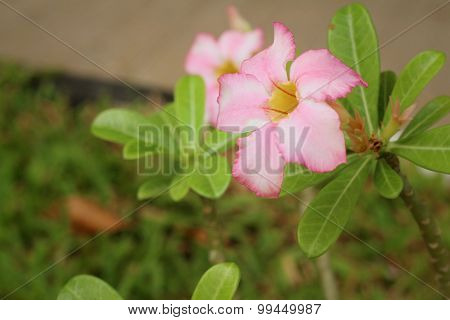 Pink Flowers In A Nature At The Park.