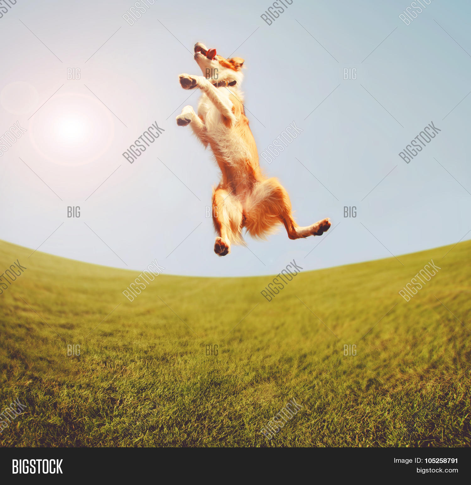 Dog Jumping Joy Middle Image & Photo (Free Trial) Bigstock