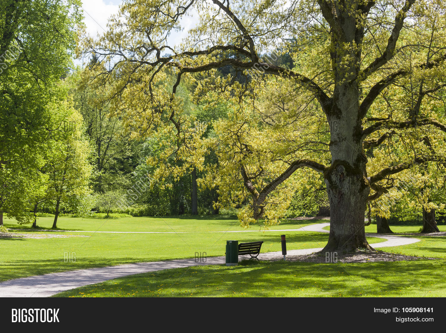 Old Oak Tree Image Photo Free Trial Stock Old Oak Tree Image Photo Free Trial