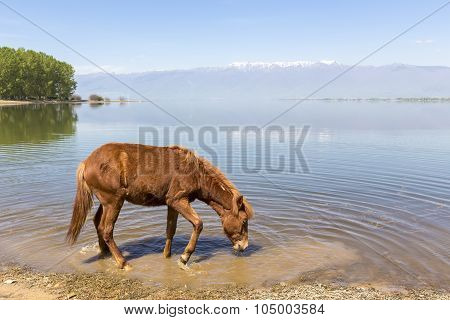 Horse Drinking Water In Front Of A Lake.
