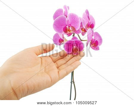 Pink Orchid Flower