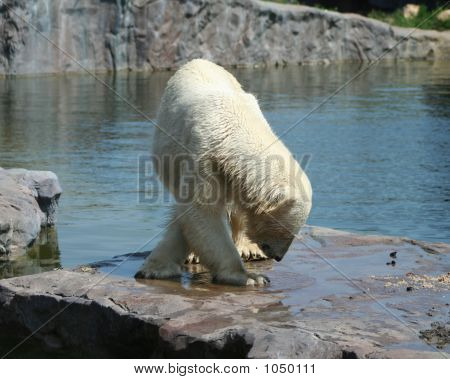 Orso polare 1