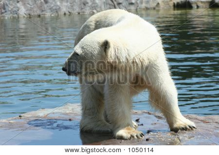 Orso polare 24
