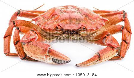 Cooked crab isolated on a white background.