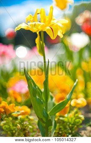 Yellow Spring Flower