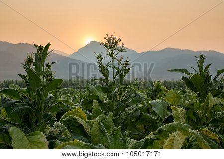 Tobacco Farm