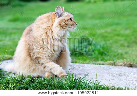 Cat